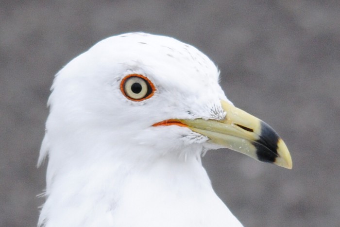 Ring-billed Gull