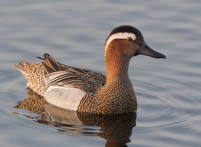 Garganey