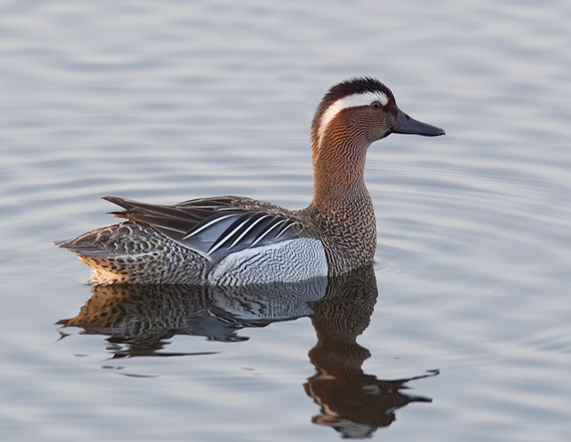 Garganey