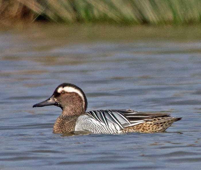 Garganey