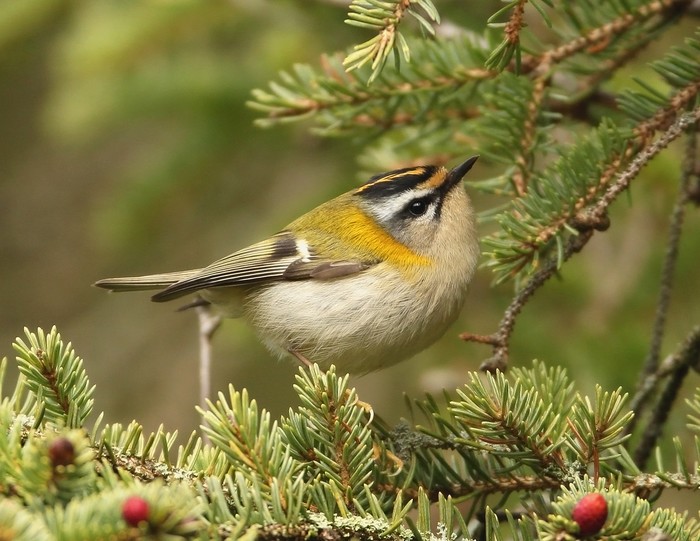 Firecrest