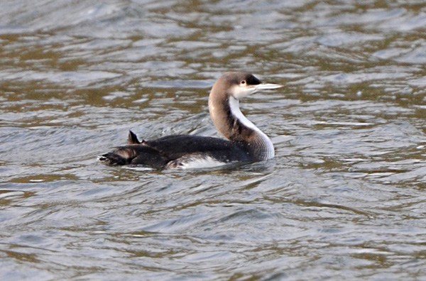 Pacific Diver