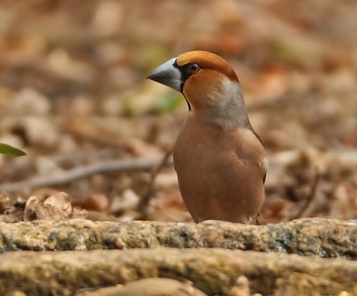 Hawfinch