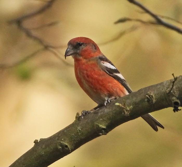 Two-barred Crossbill