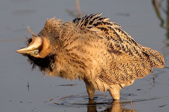Bittern