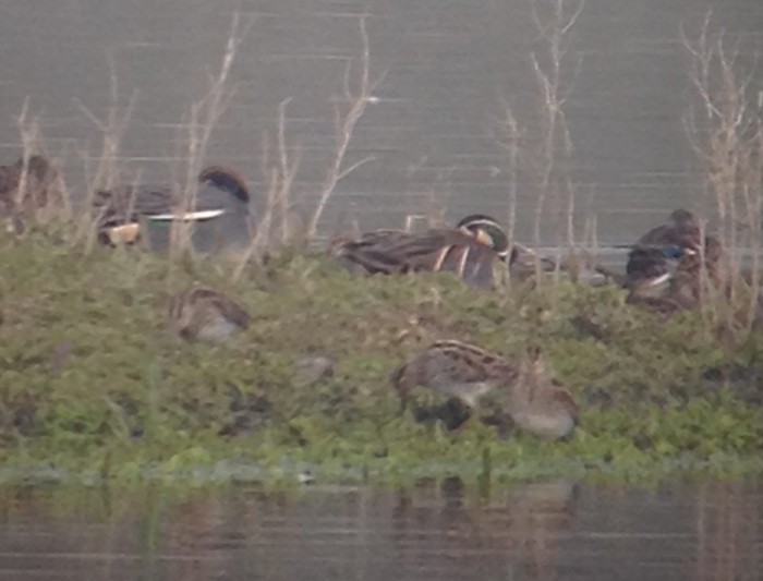 Baikal Teal
