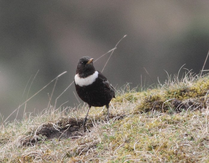 Ring Ouzel