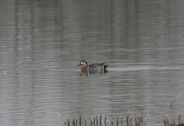 Baikal Teal