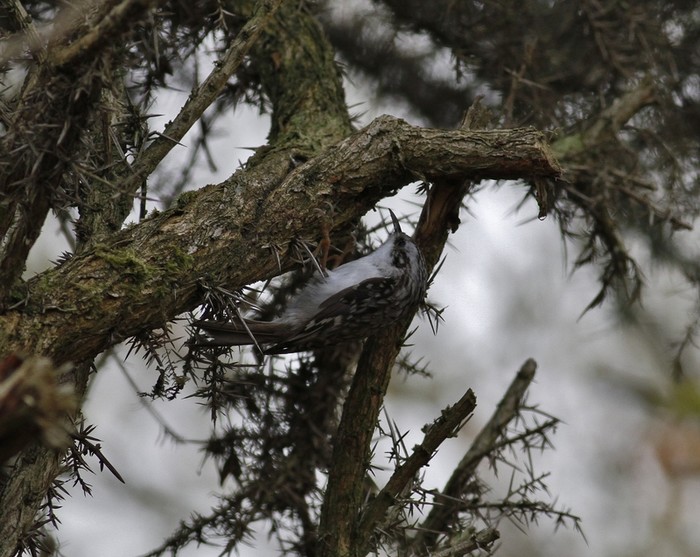 Northern Treecreeper