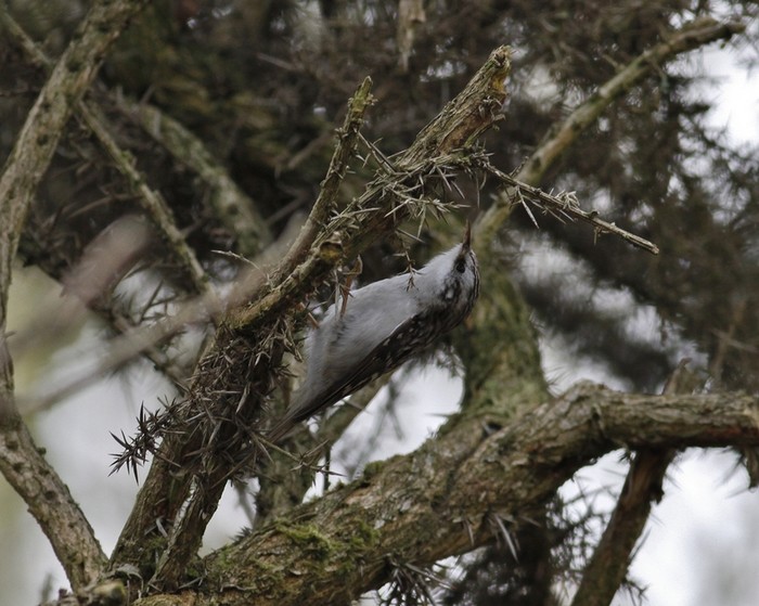 Northern Treecreeper