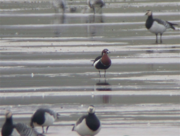 Red-breasted Goose