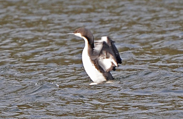 Pacific Diver