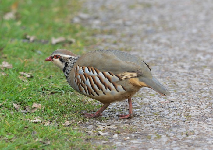 Red-legged Partridge