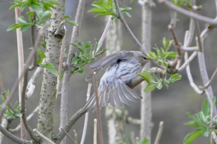 Coues's Arctic Redpoll