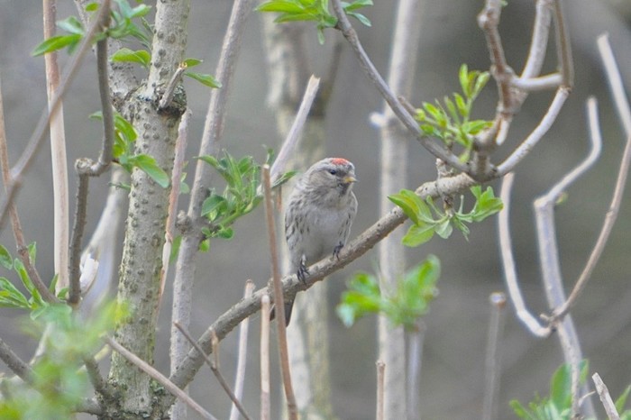 Coues's Arctic Redpoll