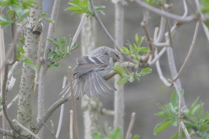 Coues's Arctic Redpoll