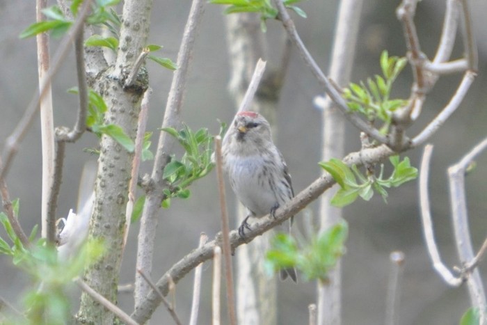 Coues's Arctic Redpoll