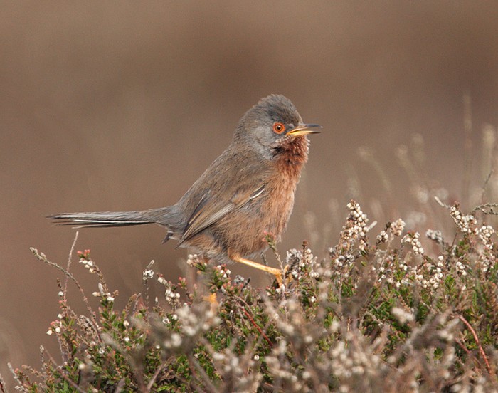 Dartford Warbler