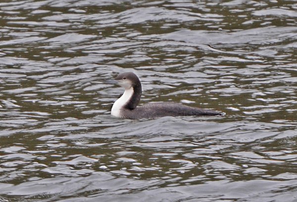 Pacific Diver