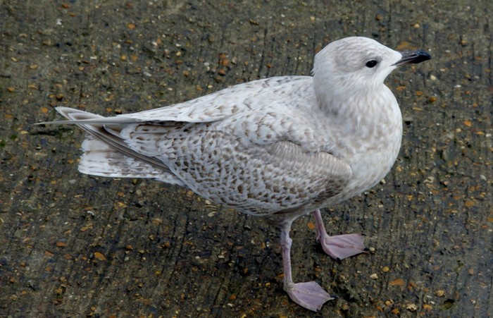 Kumlien's Gull
