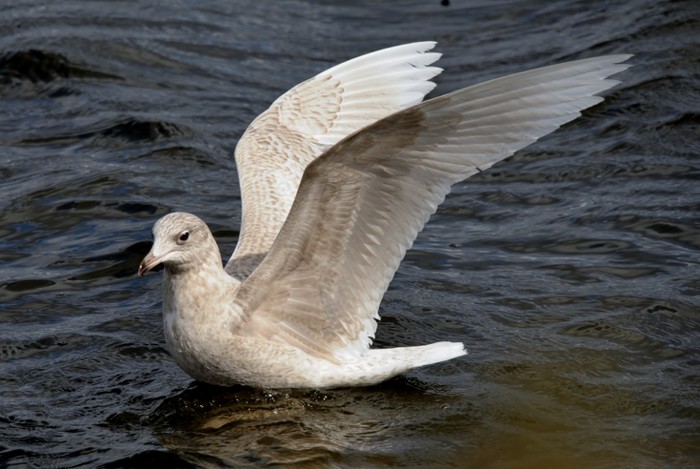 Iceland Gull