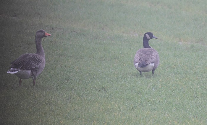 Todd's Canada Goose
