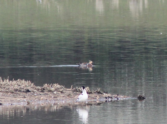 Baikal Teal