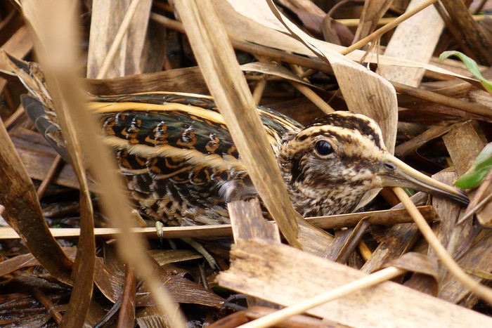 Jack Snipe