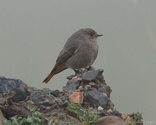 Black Redstart