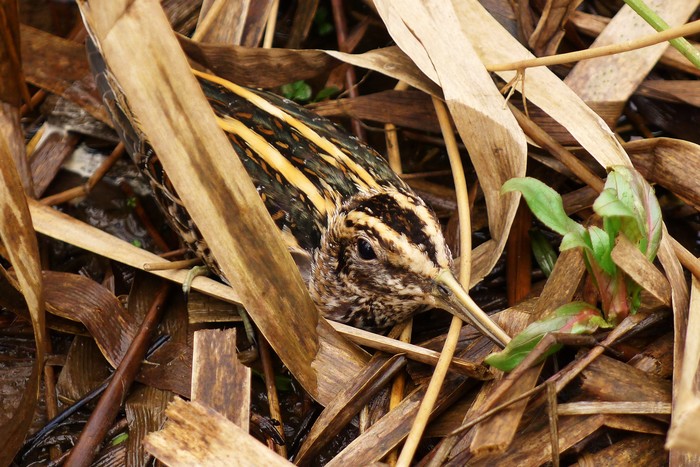 Jack Snipe