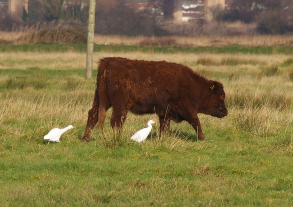 Cattle Egret