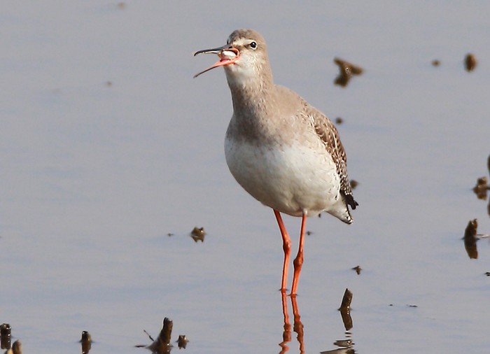 Spotted Redshank
