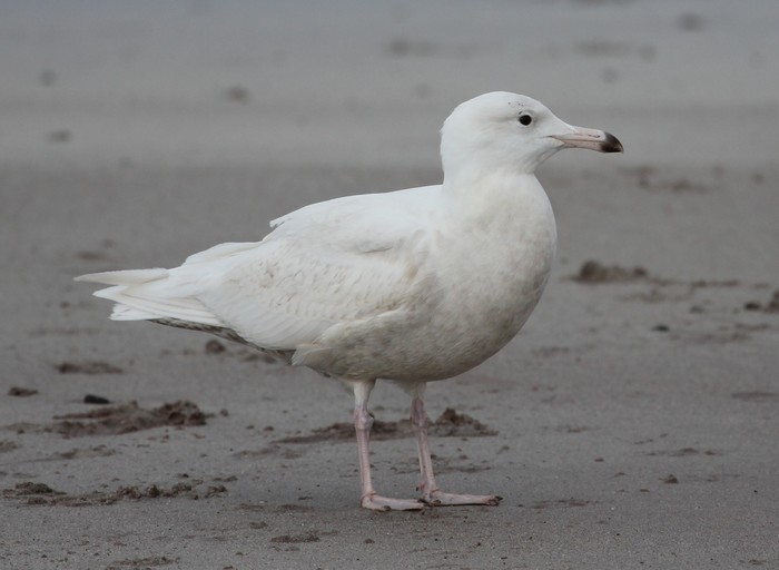 Glaucous Gull