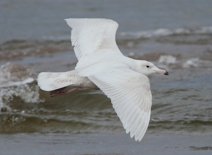 Glaucous Gull