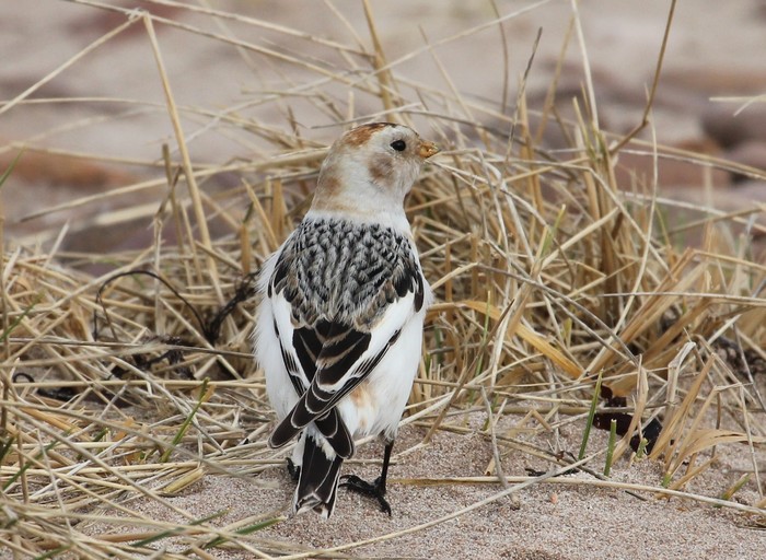 Snow Bunting