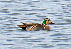 Baikal Teal