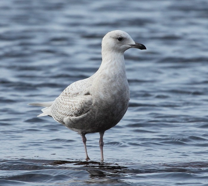Iceland Gull
