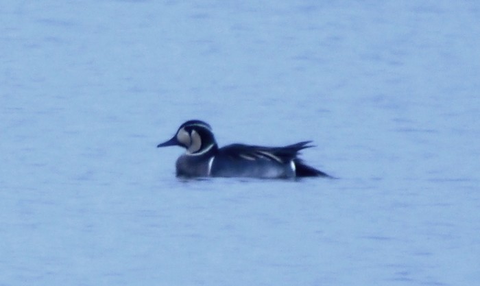 Baikal Teal