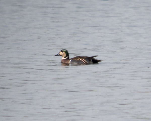 Baikal Teal