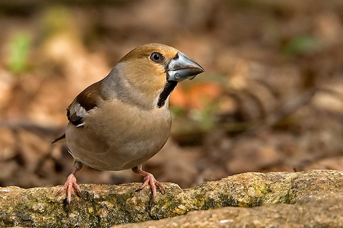 Hawfinch