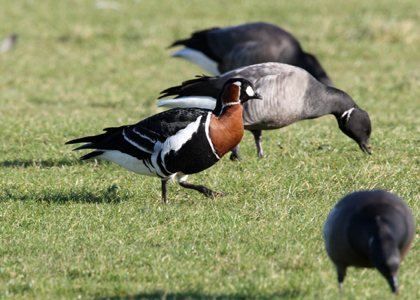 Red-breasted Goose