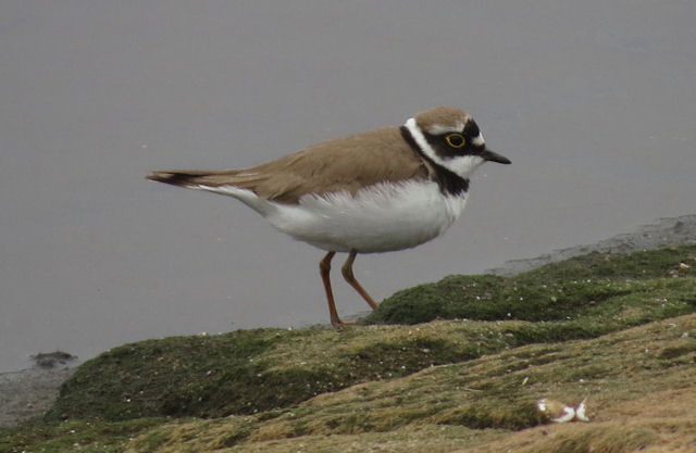 Little Ringed Plover