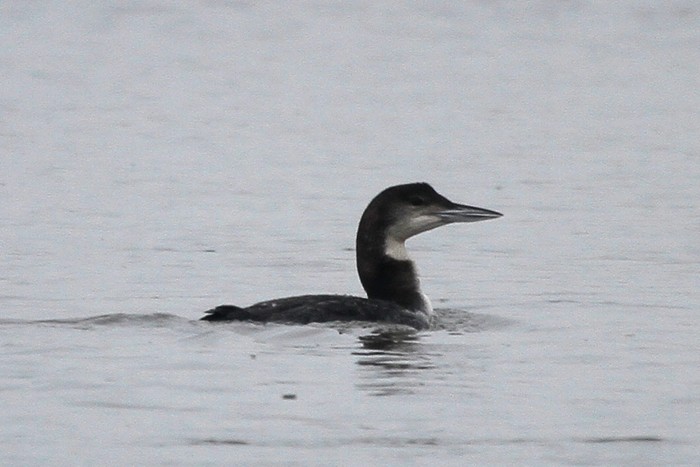 Great Northern Diver