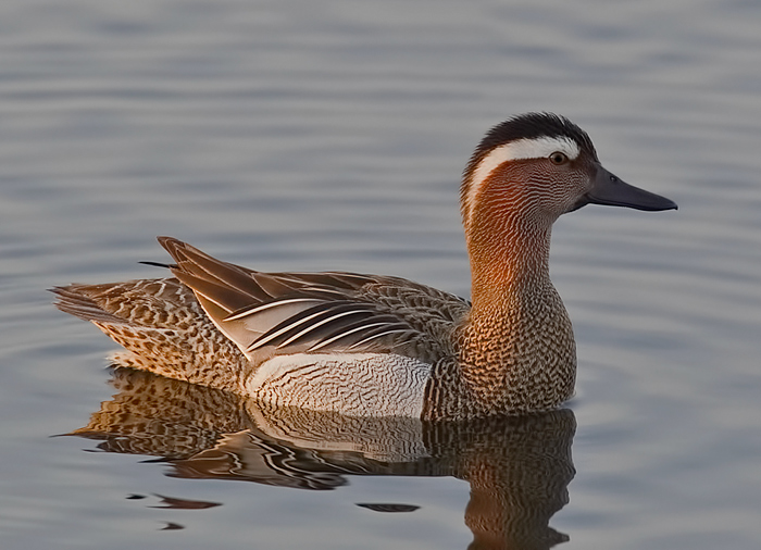 Garganey