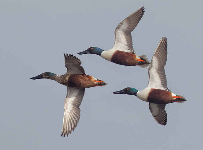 Shoveler