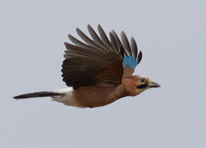 Jay