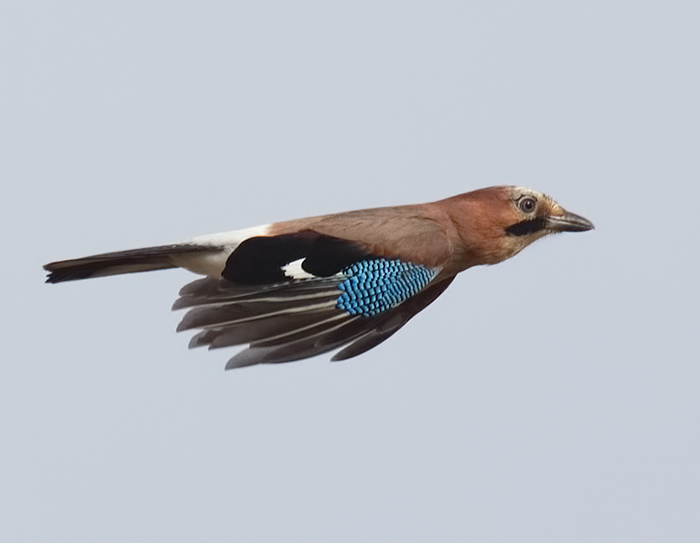 Jay