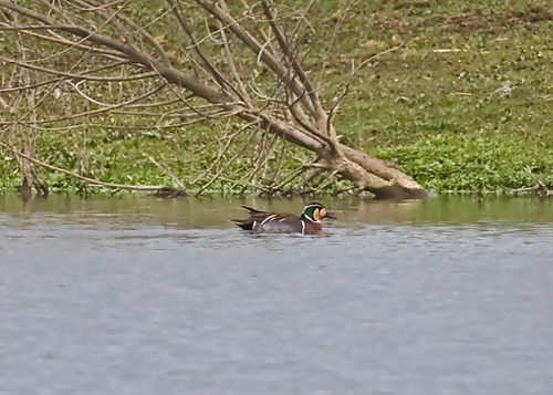 Baikal Teal