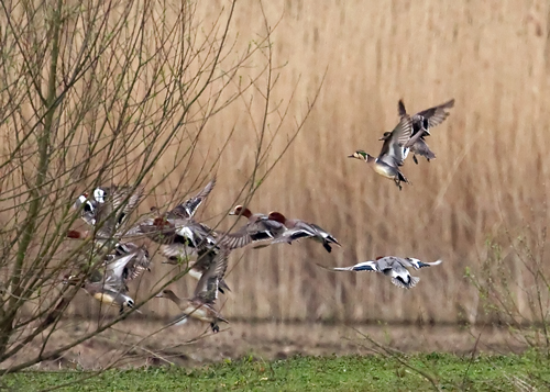 Baikal Teal
