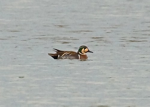 Baikal Teal